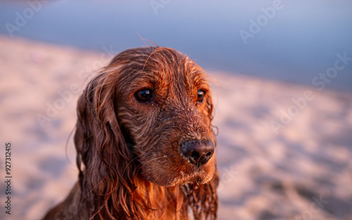 Portrait of a wet dog at sunset. Red English Cocker Spaniel after swimming in the river.