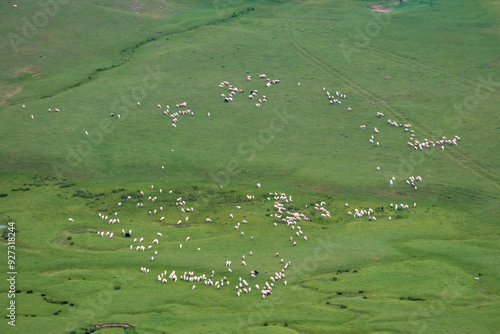 A flock of sheep grazing in the meanders. Aybastı Perşembe Plateau, Ordu, Türkiye
