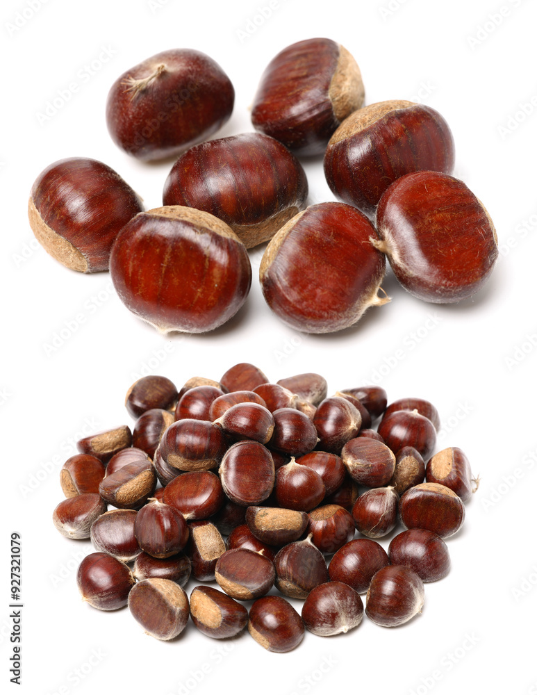 chestnut on a white background chestnut on a white background