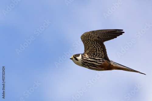 Φωτογραφία Eurasian Hobby is bird of prey