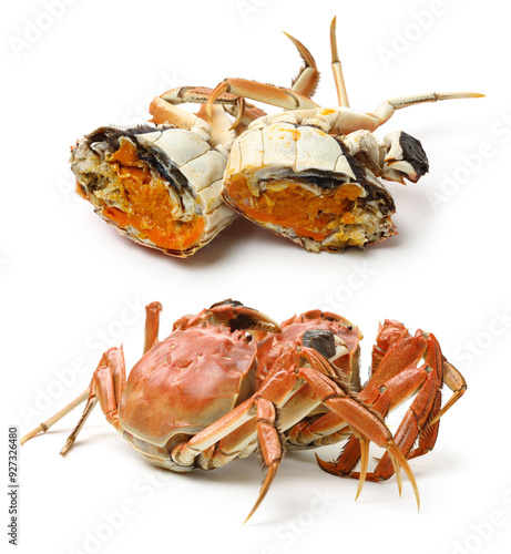 Cooked river crab isolated in white background photo