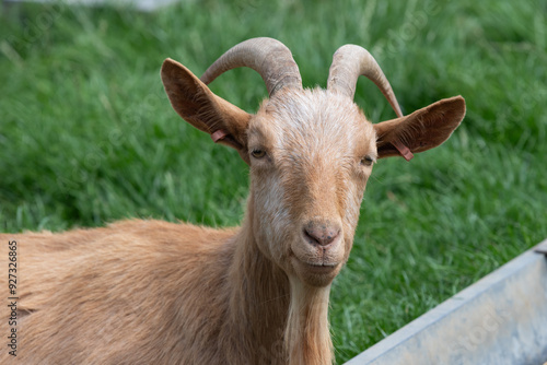 Portrait of a Golden Guernsey goat photo