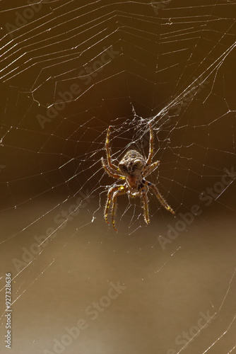 Araña (Araneus angulatus) congando de su red  photo