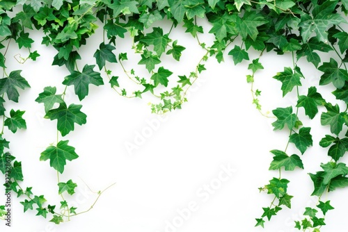 Vine Background. Green Ivy Creeper on White Wall Nature Background