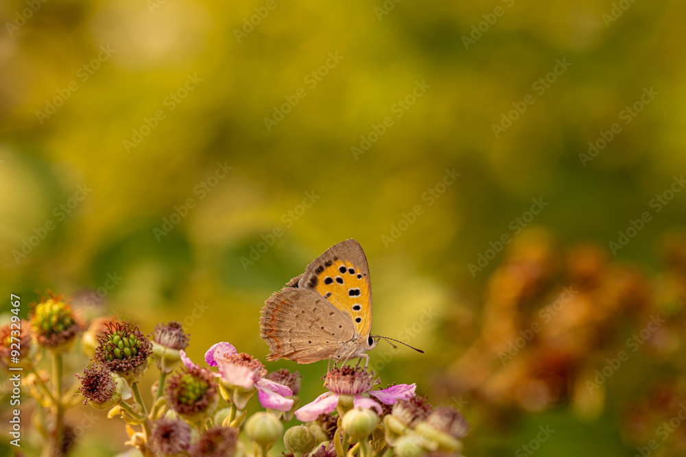Spotted Copper butterfly (Lycaena phlaeas) on plant