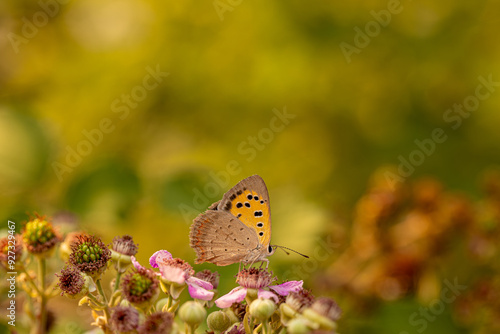 Obraz na płótnie Spotted Copper butterfly (Lycaena phlaeas) on plant w salonie