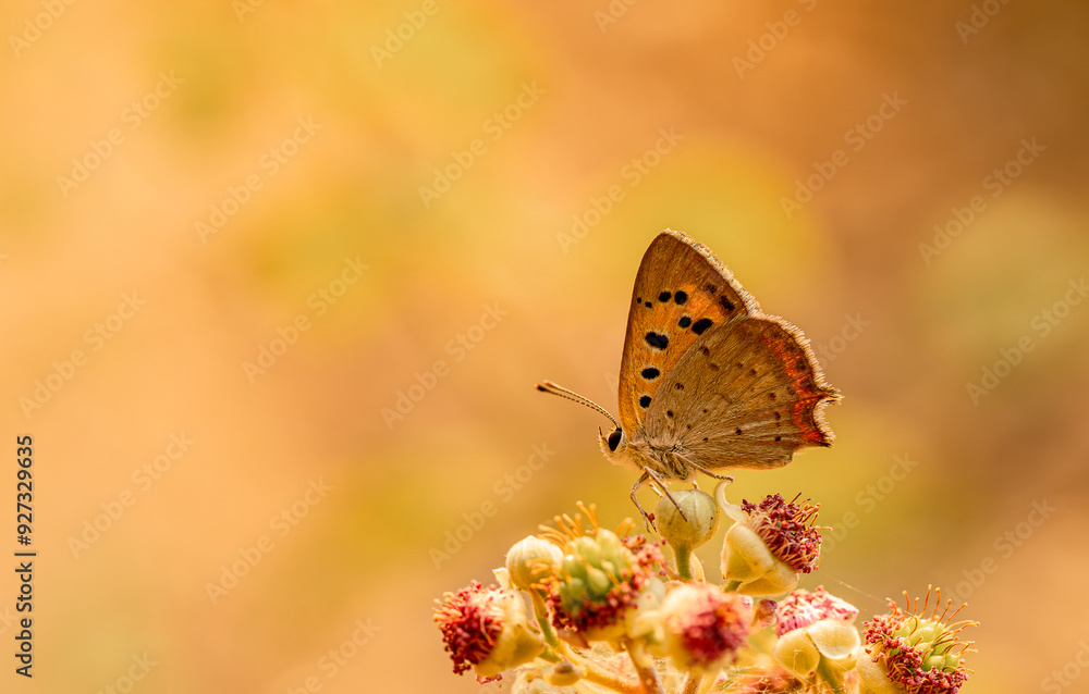 Spotted Copper butterfly (Lycaena phlaeas) on plant