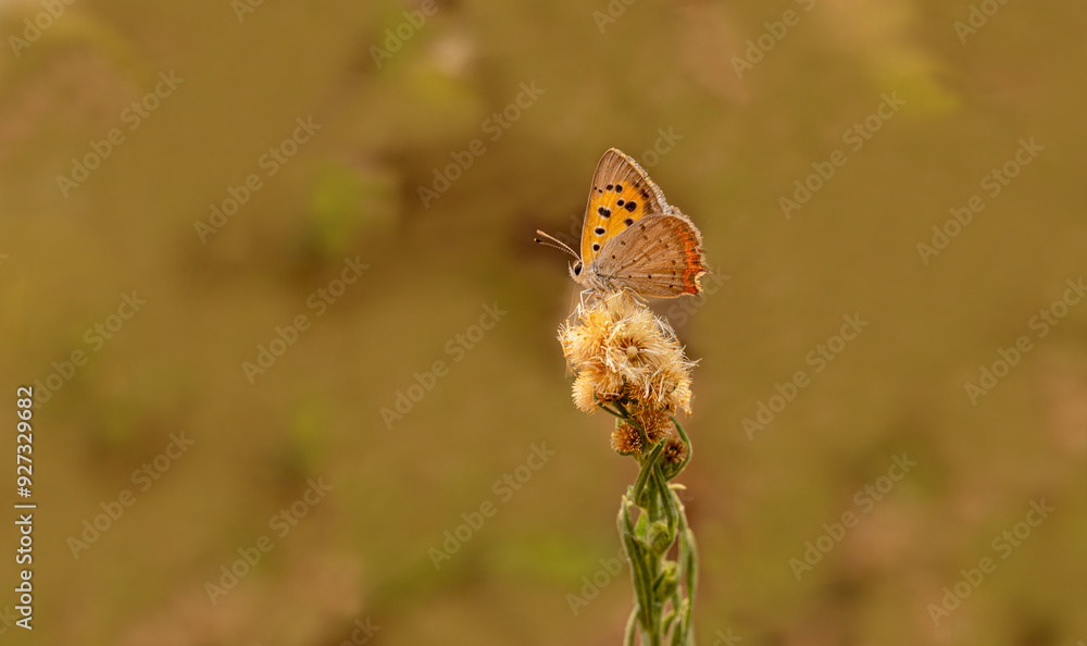 Spotted Copper butterfly (Lycaena phlaeas) on plant