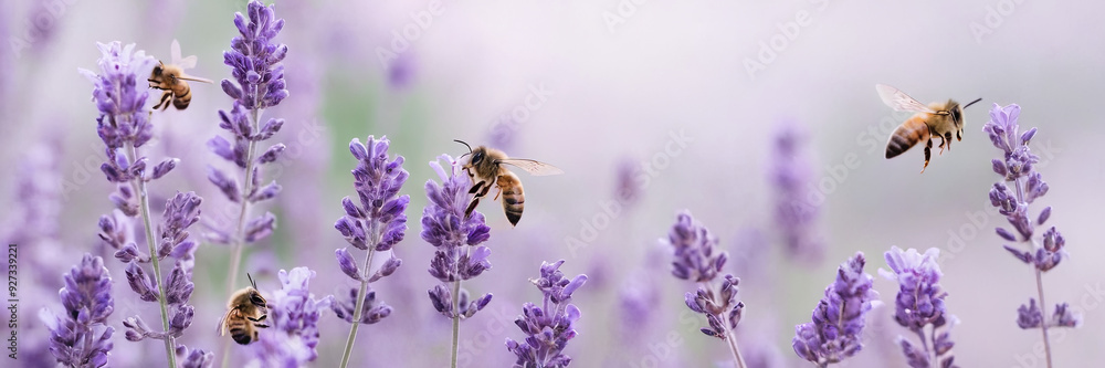 Bees gather nectar from blooming lavender in a peaceful garden, showcasing the beauty of nature's pollination process Bees gather nectar from blooming lavender in a peaceful garden, showcasing the beauty of nature's pollination process