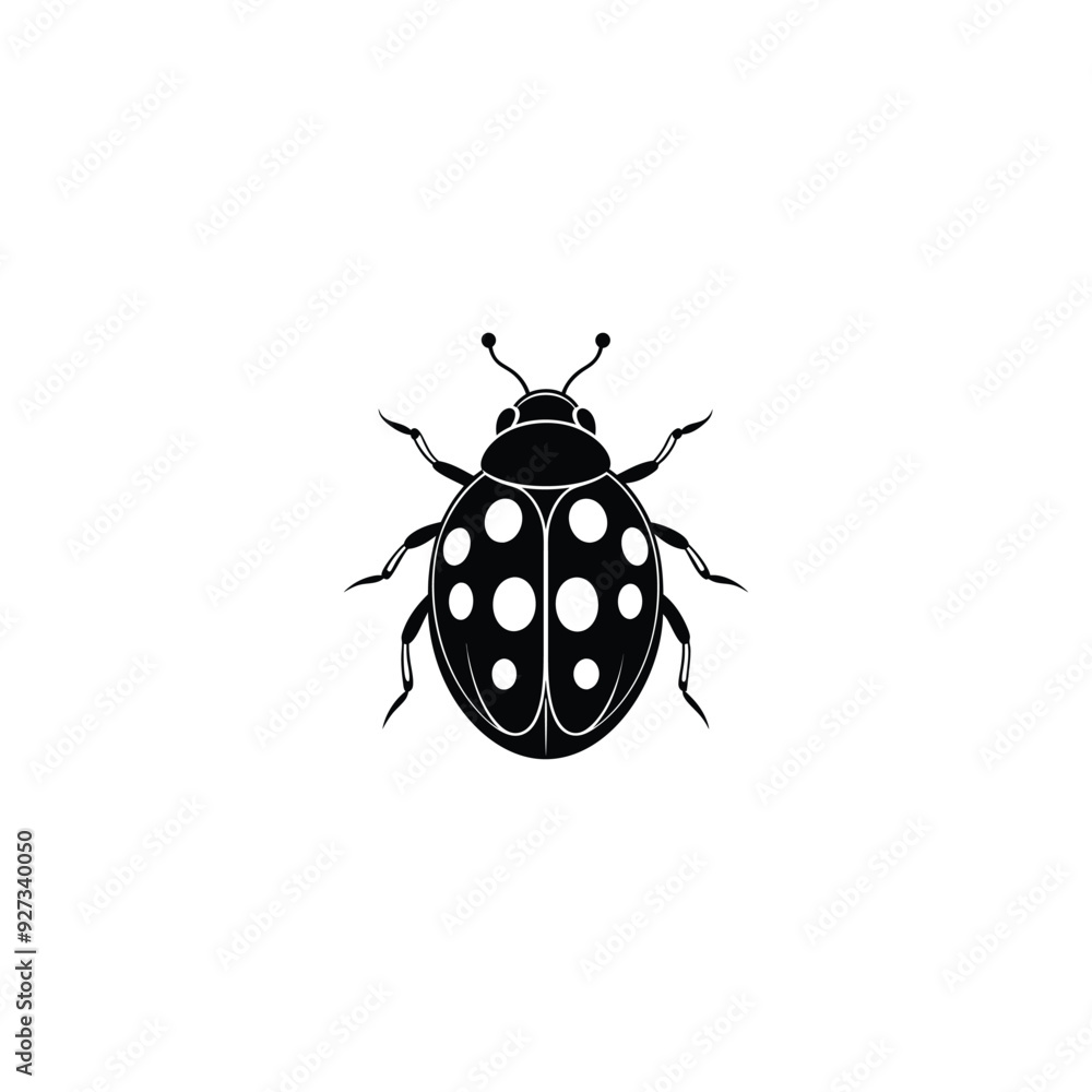 ladybug isolated on white ladybug isolated on white