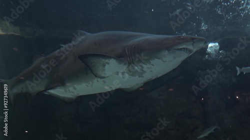 Wallpaper Mural Close up Aquarium. Portrait of bronze whaler shark head with sharp teeth and eyes looking at camera. Marine aquatic underwater life, wildlife nature. Dangerous predator in oceanarium. Beautiful light Torontodigital.ca