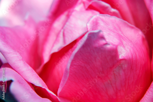 macro view  of pink rose petals