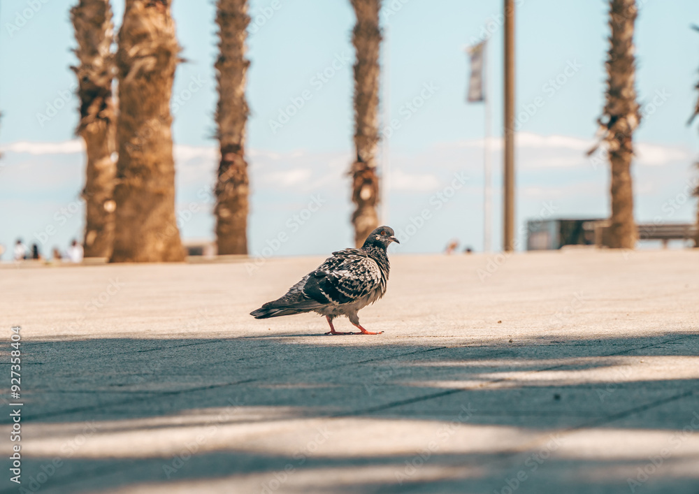 Pigeon in Barcelona: Urban Wildlife in the City's Streets