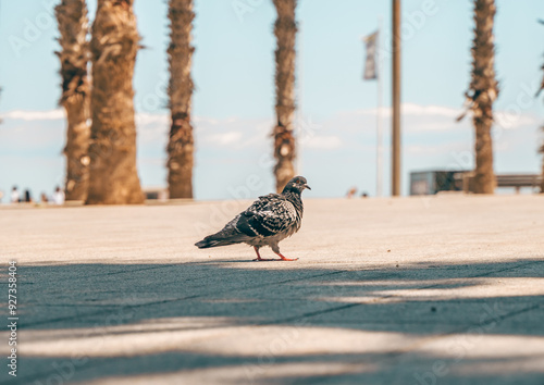 Obraz na płótnie Pigeon in Barcelona: Urban Wildlife in the City's Streets w salonie