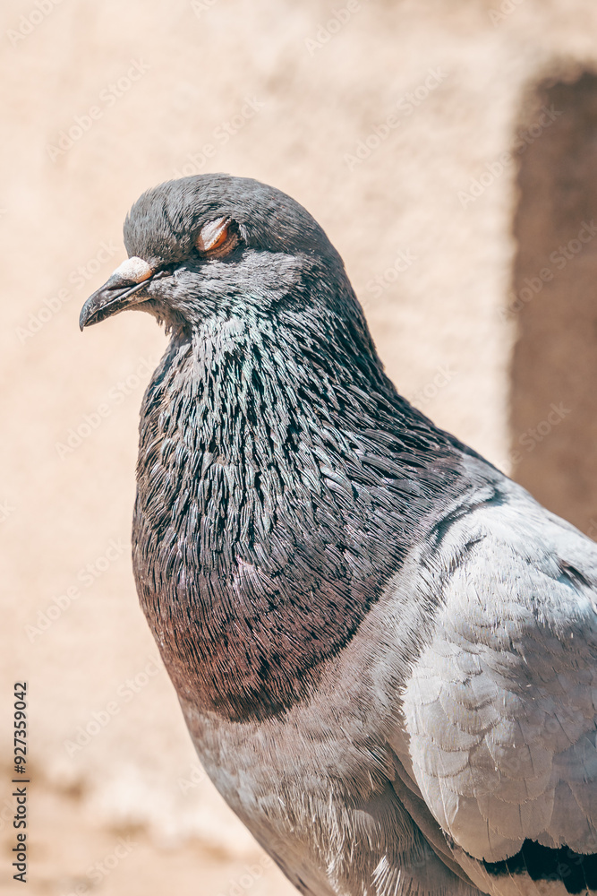 Pigeon in Barcelona: Urban Wildlife in the City's Streets