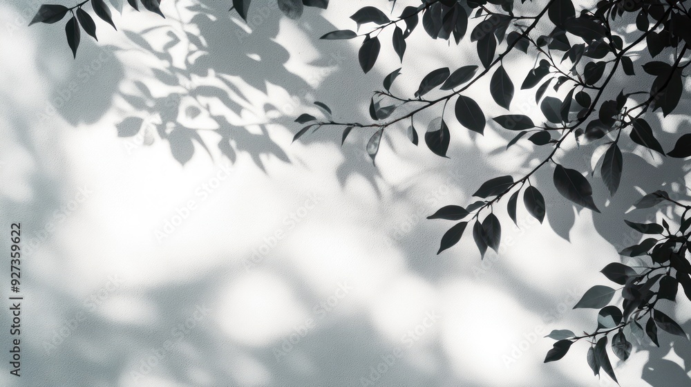 Silhouettes of Leaves and Their Shadows on a White Wall Silhouettes of Leaves and Their Shadows on a White Wall