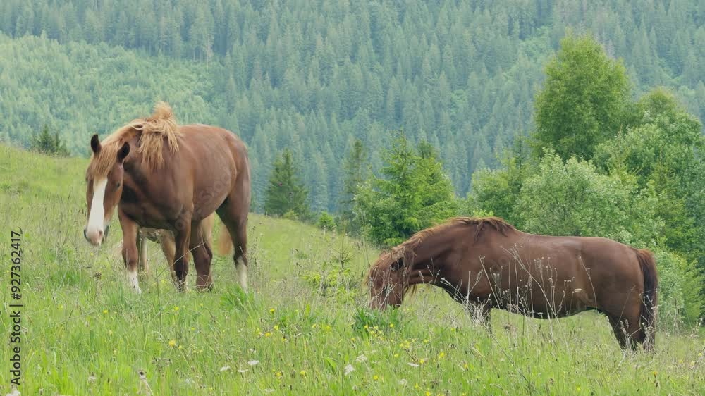 Nature animals mountains horse grass cow landscape Nature animals mountains horse grass cow landscape
