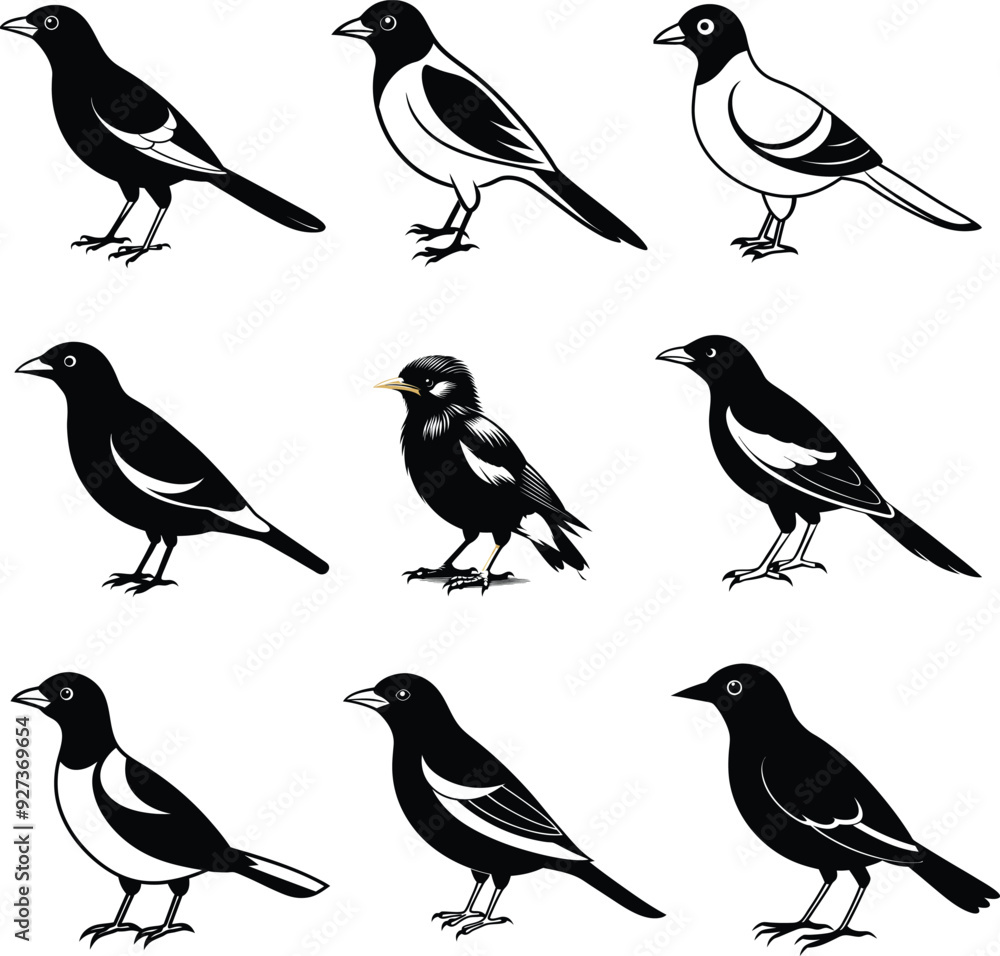 Myna silhouette Bird Set Vector Myna silhouette Bird Set Vector