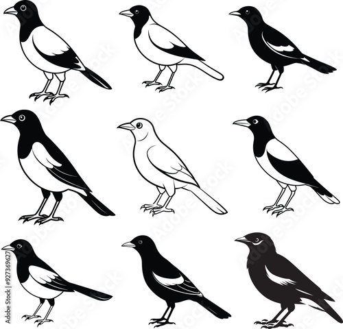 Myna silhouette Bird Set Vector