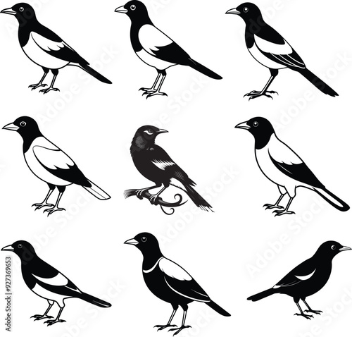 Myna silhouette Bird Set Vector