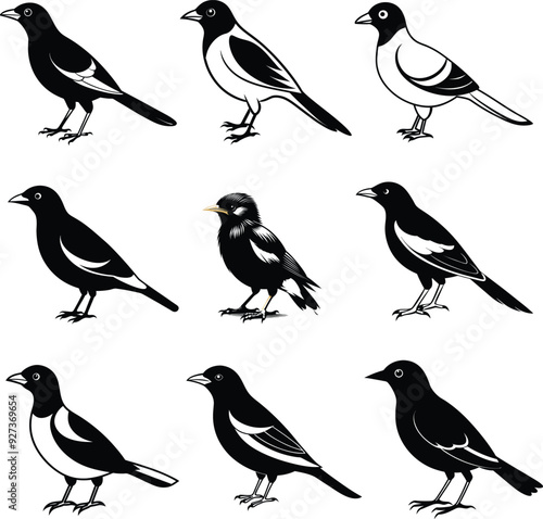 Myna silhouette Bird Set Vector
