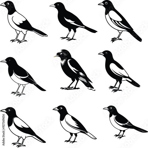 Myna silhouette Bird Set Vector
