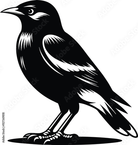 Myna silhouette Bird vector