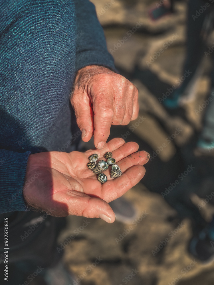 close up of a person's hands holding seashells close up of a person's hands holding seashells