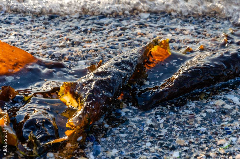 Sugar Kelp lying on the beach at Seapark County Down Northern Ireland as the tide is coming in Sugar Kelp lying on the beach at Seapark County Down Northern Ireland as the tide is coming in