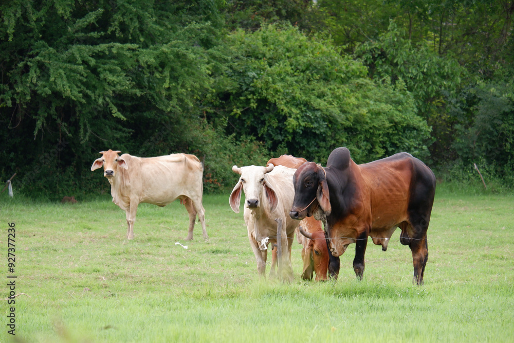 Fototapeta premium A herd of cows is grazing in a green meadow.