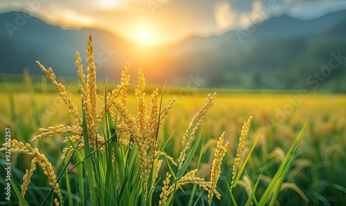 A paddy field landscape with ripening crops under autumn sunlight, showcasing a bountiful harvest.