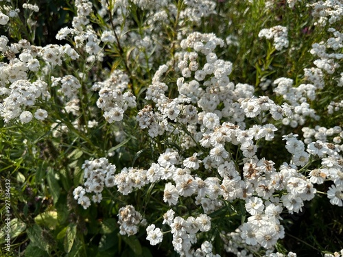 white flowers in the garden