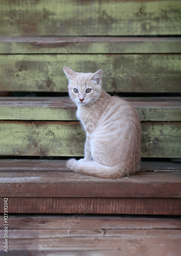 Young tabby pale ginger cat sits on painted wooden stairs