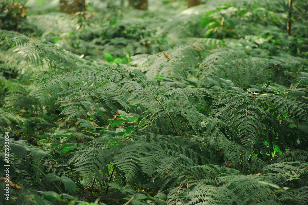 Green fern in the forest Green fern in the forest