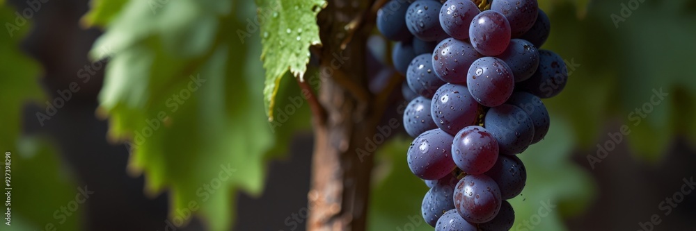 Grapes background banner. Bright digital illustrated postcard, poster. close up of a tree in the garden Grapes background banner. Bright digital illustrated postcard, poster. close up of a tree in the garden