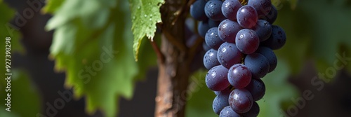 Wallpaper Mural Grapes background banner. Bright digital illustrated postcard, poster. close up of a tree in the garden Torontodigital.ca