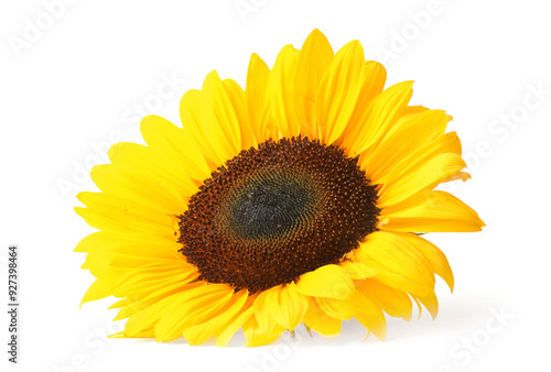 One beautiful sunflower with bright petals isolated on white