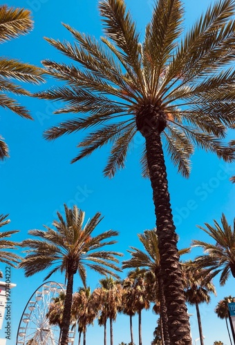 Palms in LA
