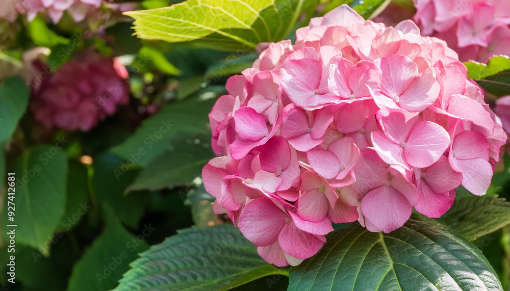 Fototapeta premium A Close Up of a Pink Hydrangea Bloom in a Garden Setting and Copy Space