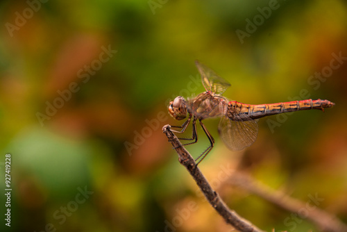Wallpaper Mural close up of dragonfly Torontodigital.ca