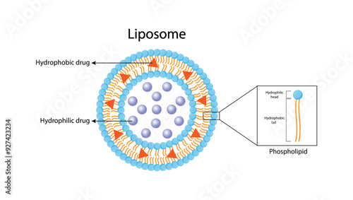 Liposome, with hydrophilic and hydrophobic loads. Phospholipid structure, Drug encapsulation. Vector illustration.	