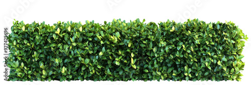 Dense green hedge with lush foliage forming a natural garden barrier isolated on transparent background clipart photo