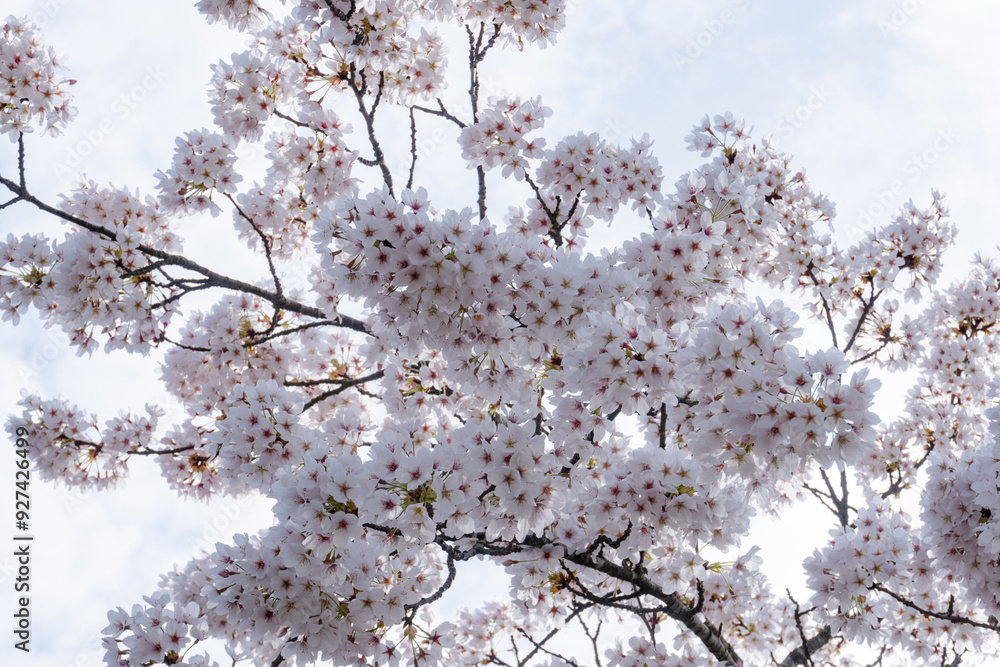 White cherry blossoms - sakura on a sky background White cherry blossoms - sakura on a sky background