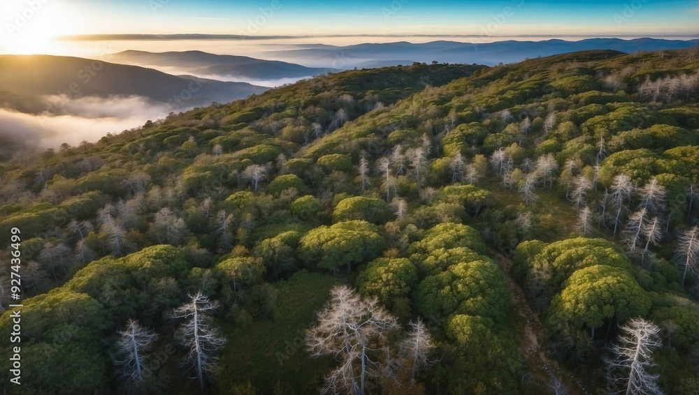 Aerial view of mountain hills covered with dense green lush woods on bright summer day. Aerial view of mountain hills covered with dense green lush woods on bright summer day.