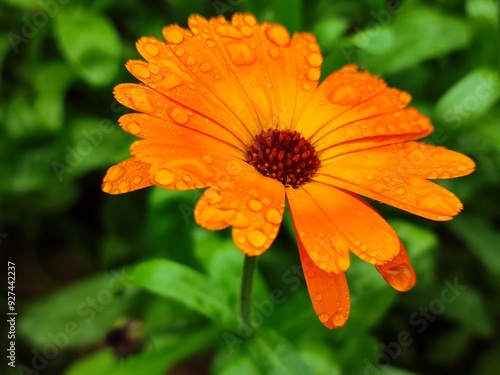calendula closeup, orange flower in summer