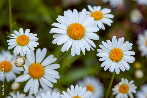 Beautiful chamomile flowers with white petals, growing in the garden on a sunny summer day. Nature background.