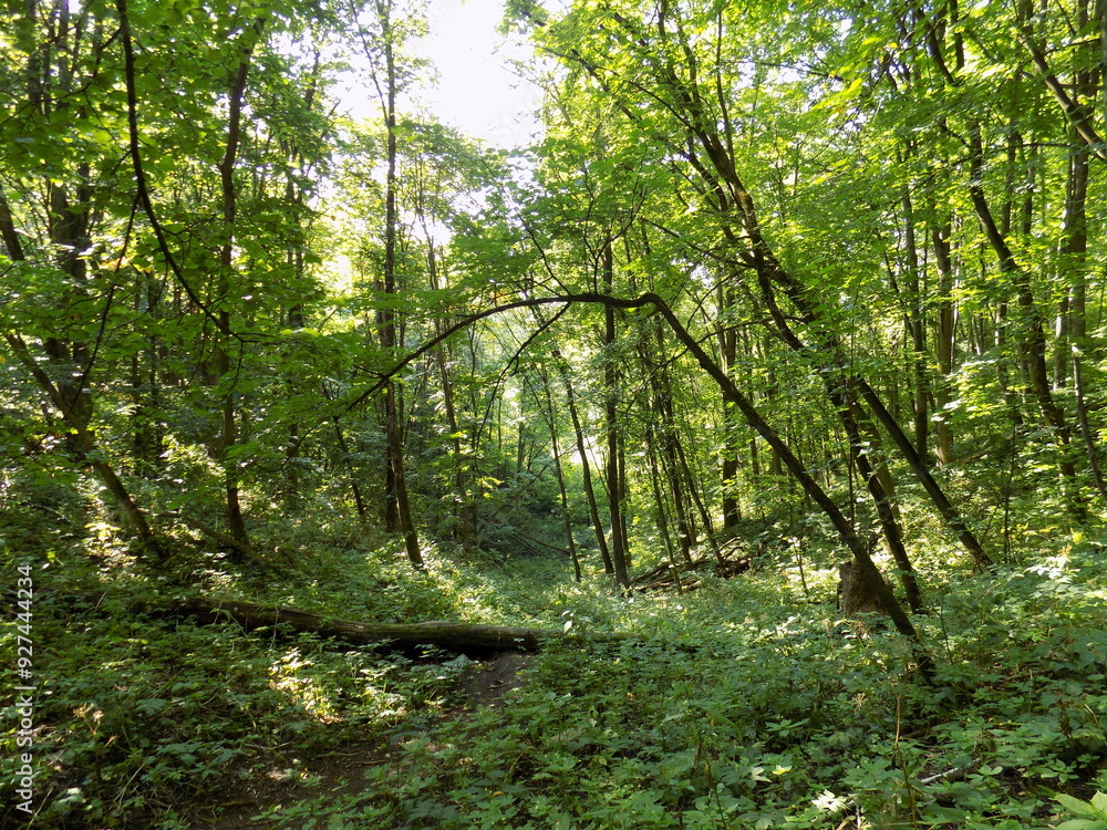 Obraz premium trees in the forest