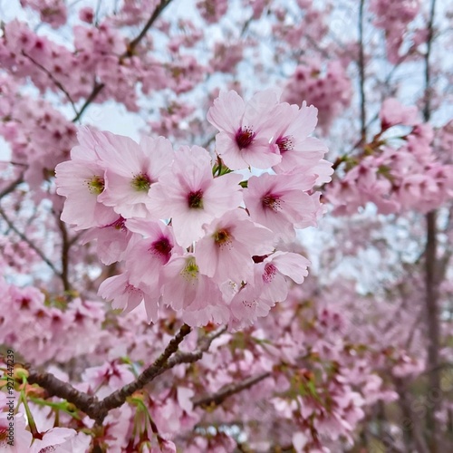 pink cherry blossom