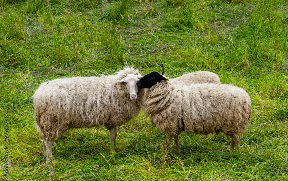 Fototapeta premium Hausschaf (ovis gmelini aries), Schafherde auf einer Weide an der Oder zwischen Polen und Deutschland, Brandenburg, Deutschland