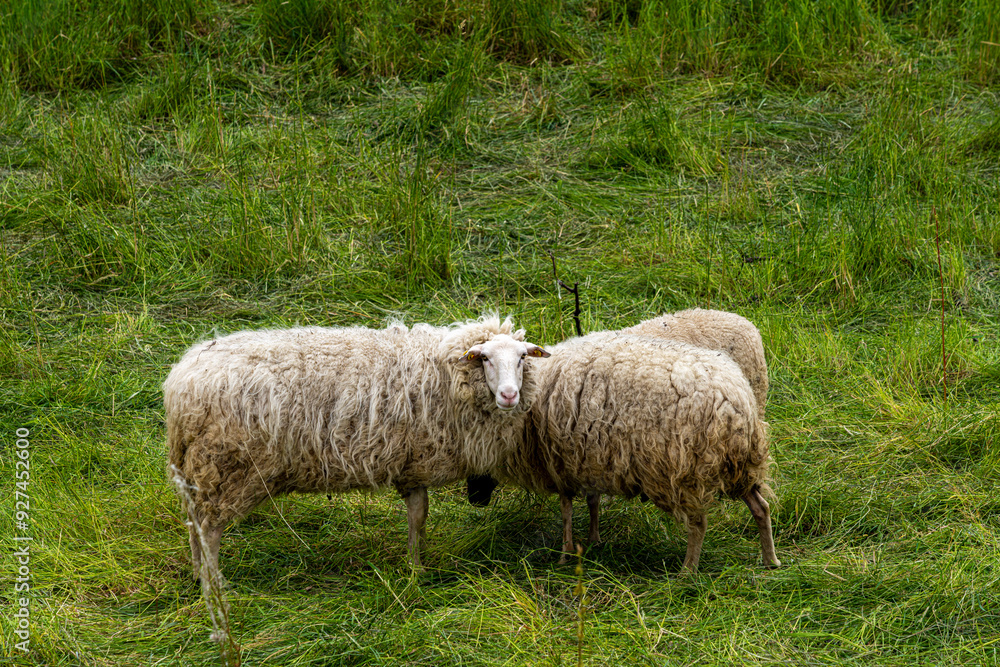 Hausschaf (ovis gmelini aries), Schafherde auf einer Weide an der Oder zwischen Polen und Deutschland, Brandenburg, Deutschland Hausschaf (ovis gmelini aries), Schafherde auf einer Weide an der Oder zwischen Polen und Deutschland, Brandenburg, Deutschland